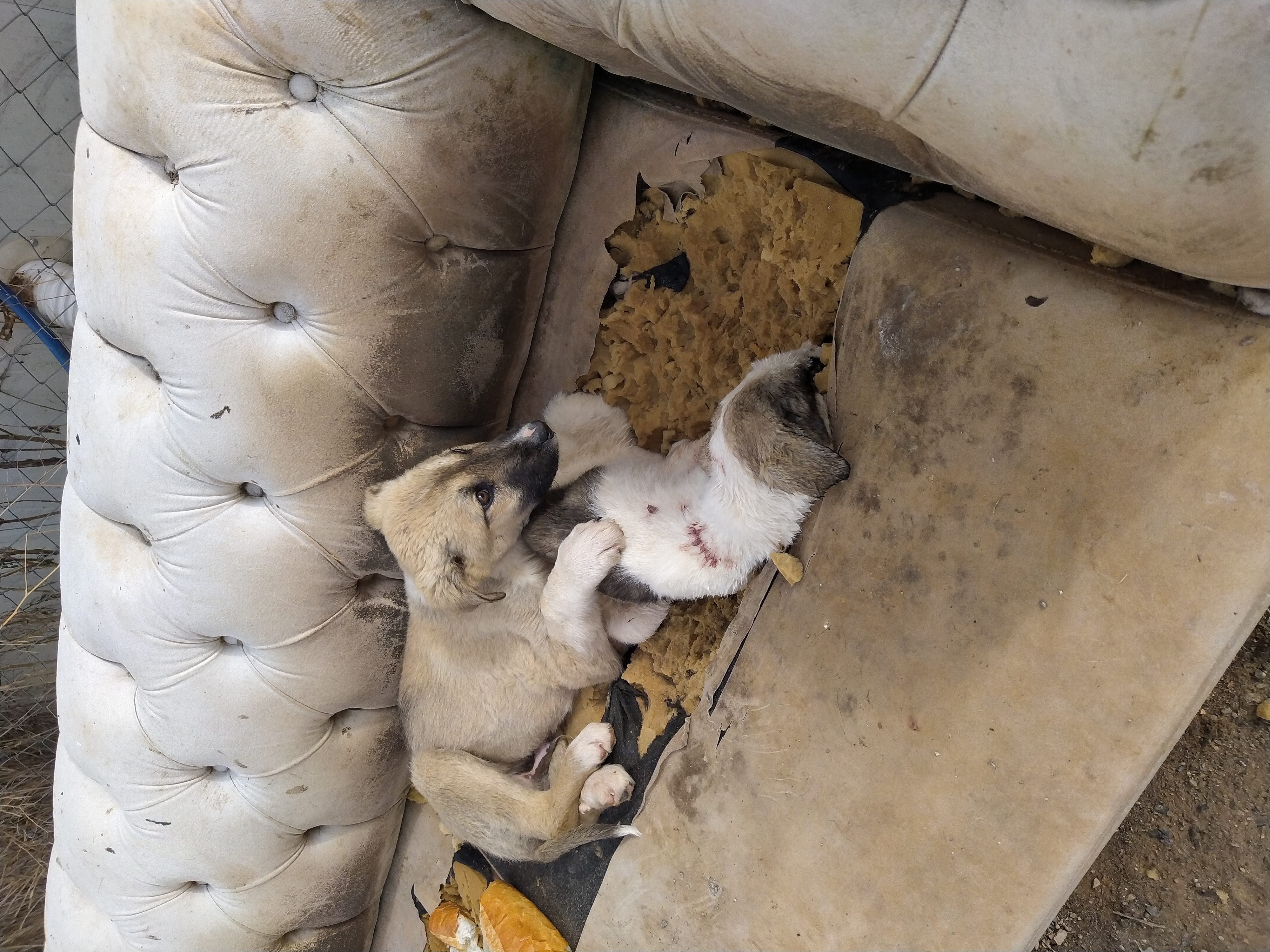 Beyşehir hayvan gönüllüsü'in gönderisi